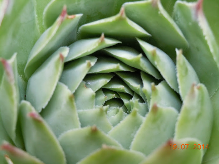 DSCN0282.JPG