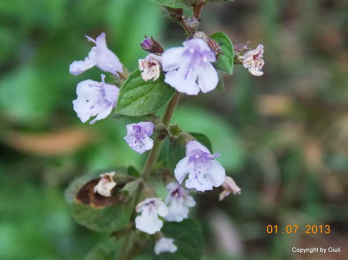 DSCN0283.JPG