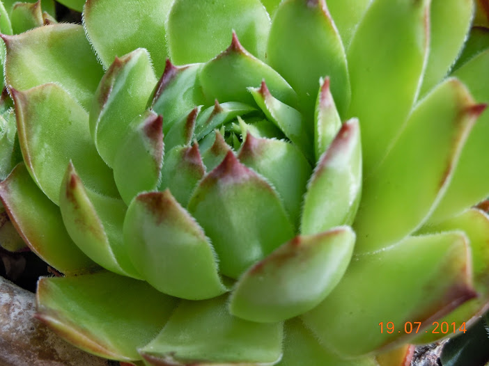 DSCN0283.JPG