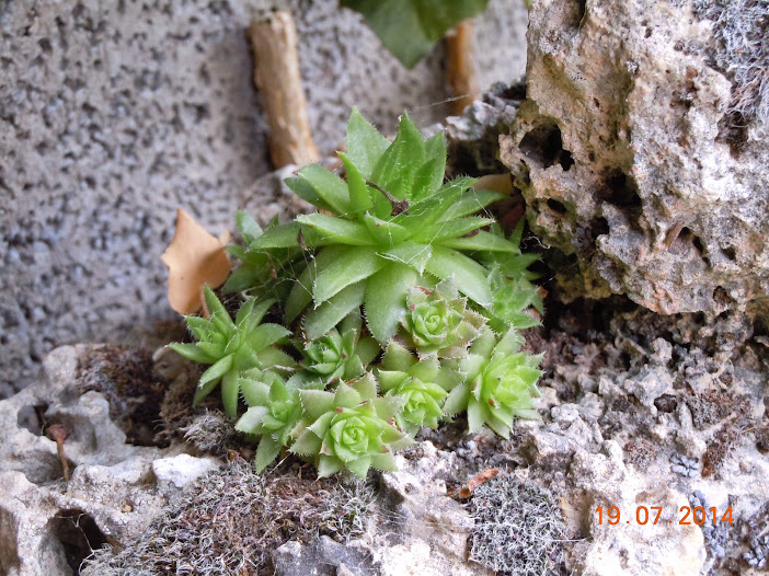 DSCN0285.JPG