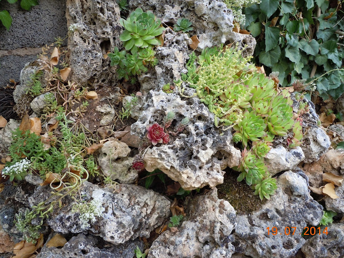 DSCN0286.JPG