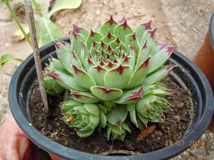 DSCN0288.JPG