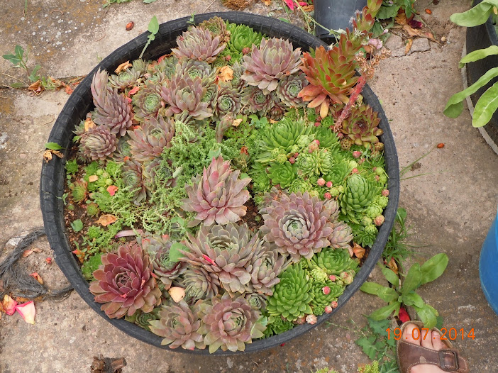 DSCN0289.JPG