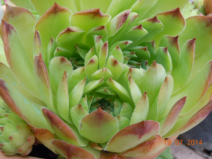 DSCN0291.JPG