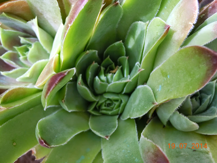 DSCN0292.JPG