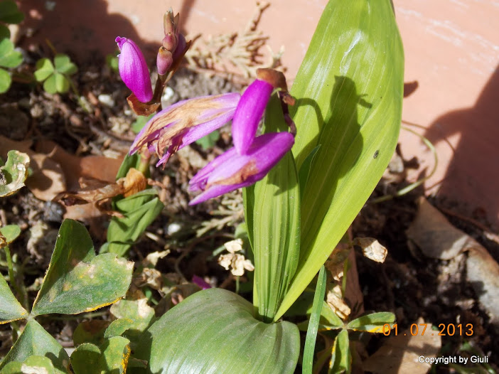 DSCN0293.JPG