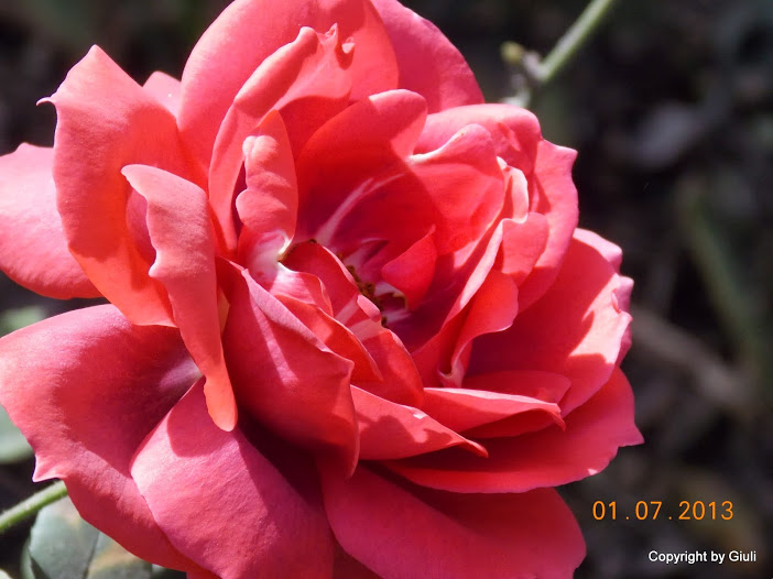 DSCN0297.JPG