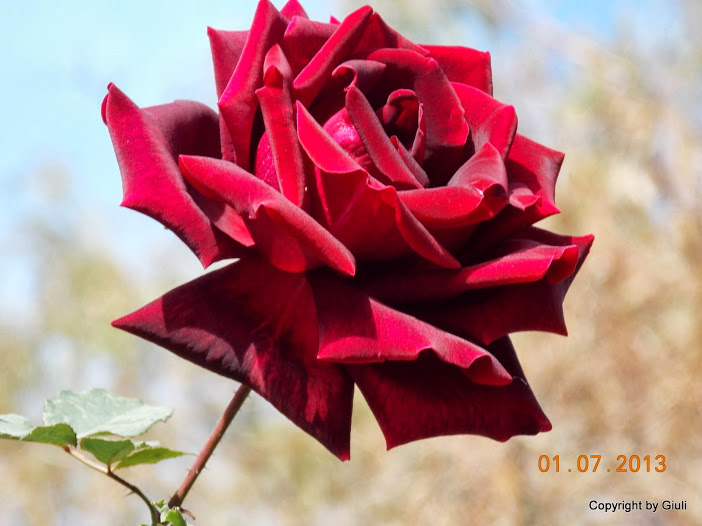 DSCN0299.JPG