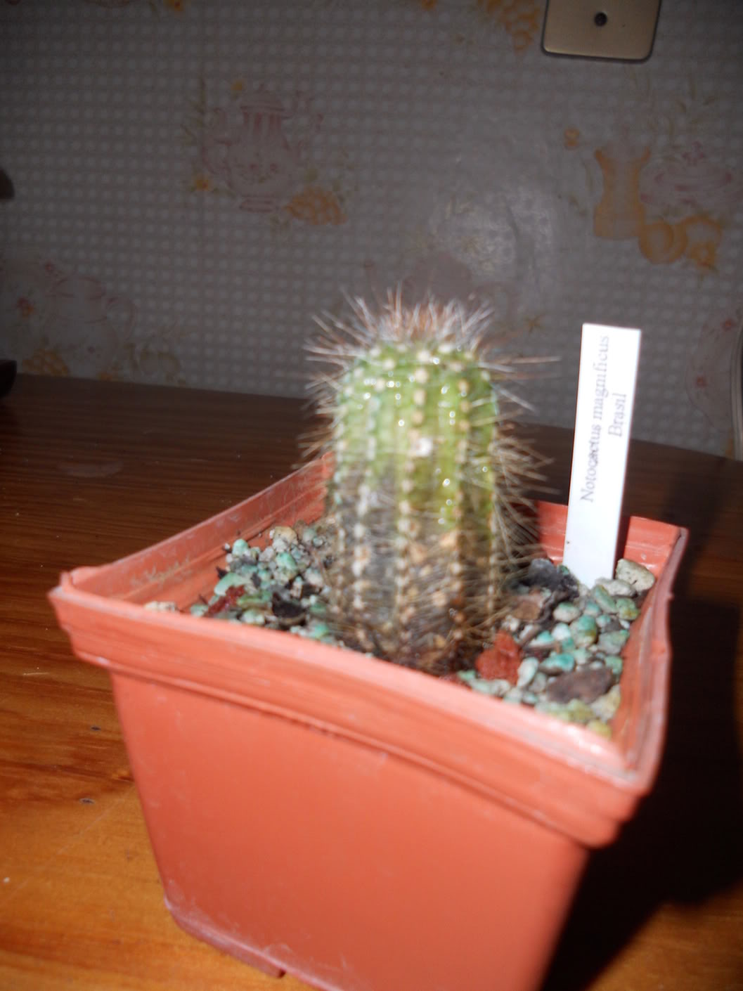 DSCN0319.jpg
