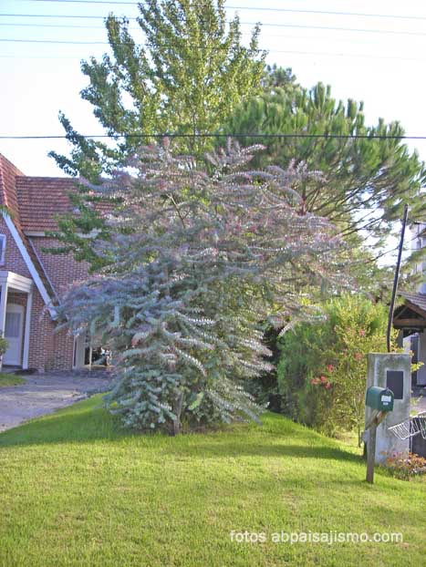 DSCN0319acacia_rubra.jpg