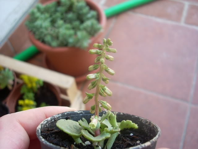 DSCN0331.jpg