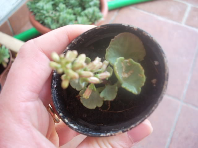 DSCN0332.jpg