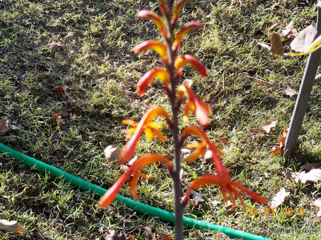 DSCN0333.JPG