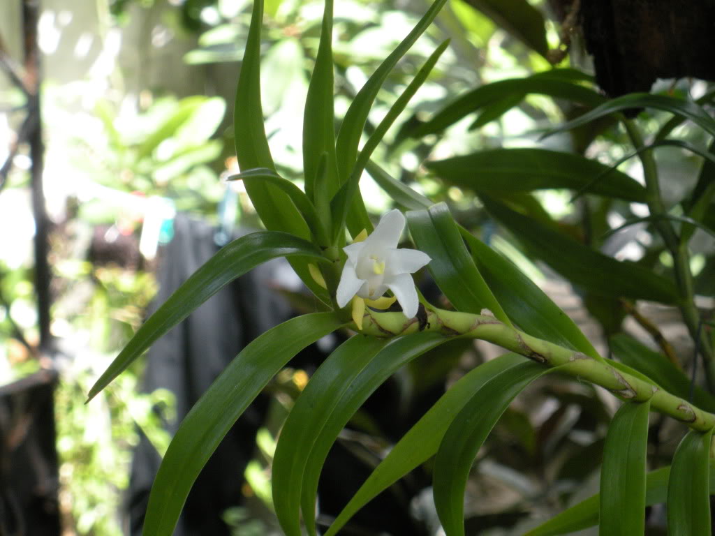 DSCN0343.jpg