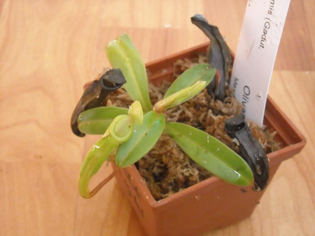 DSCN0354.jpg