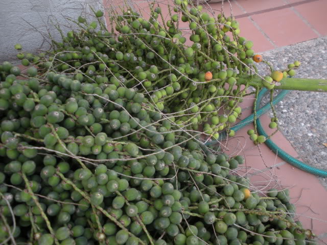 DSCN0364.jpg