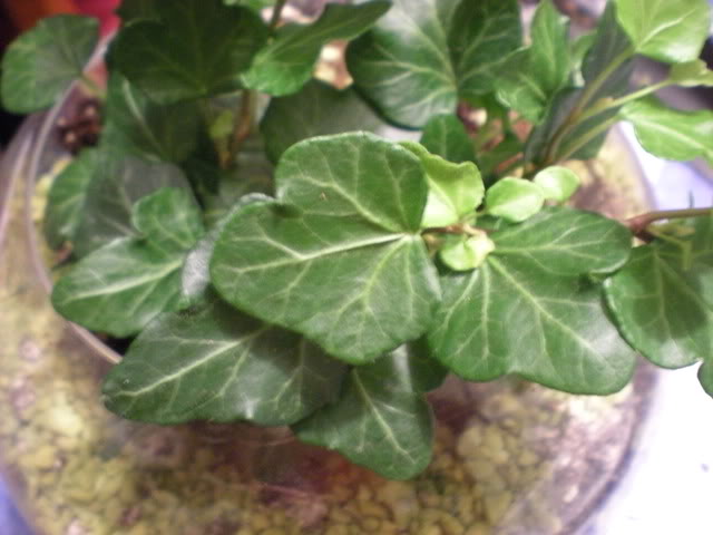 DSCN0372.jpg