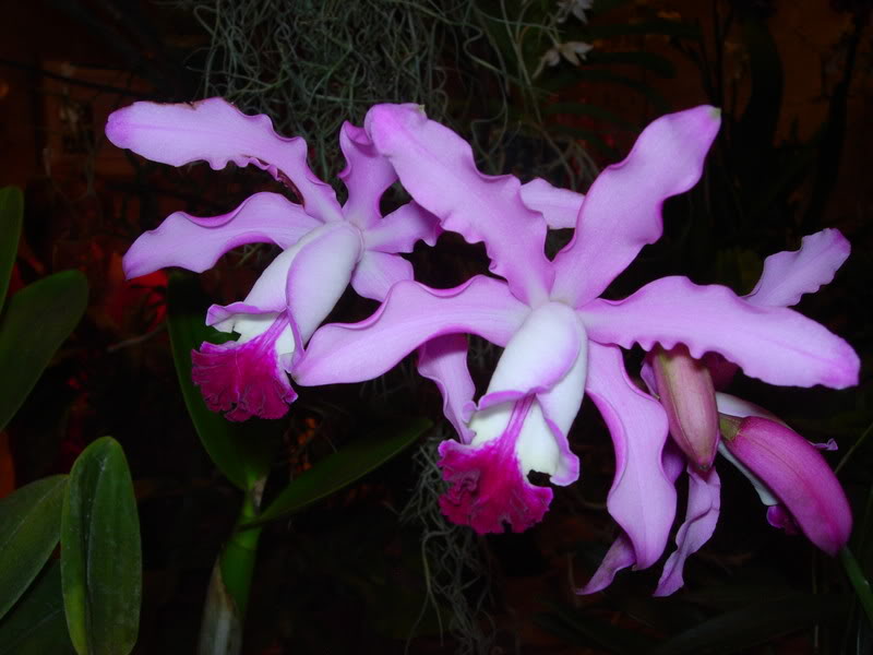 DSCN0377.jpg
