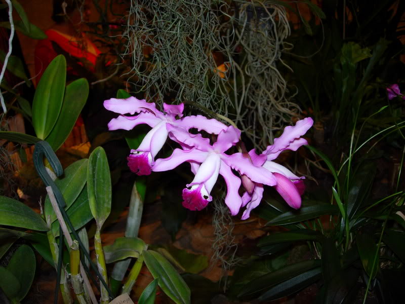 DSCN0378.jpg