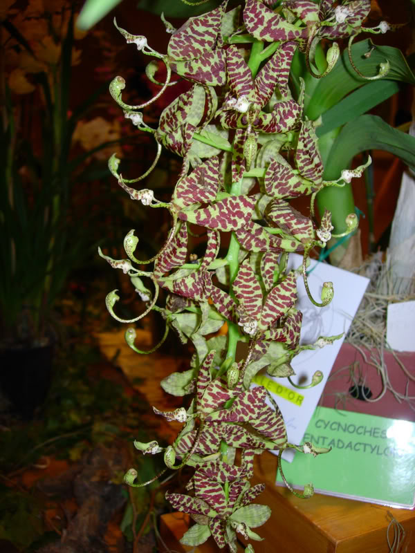 DSCN0383.jpg