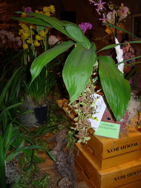 DSCN0385.jpg