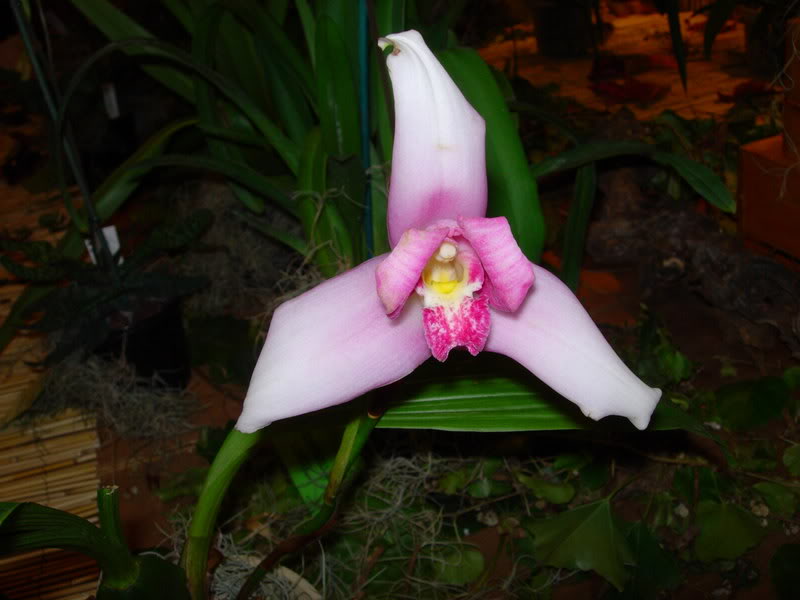 DSCN0386.jpg