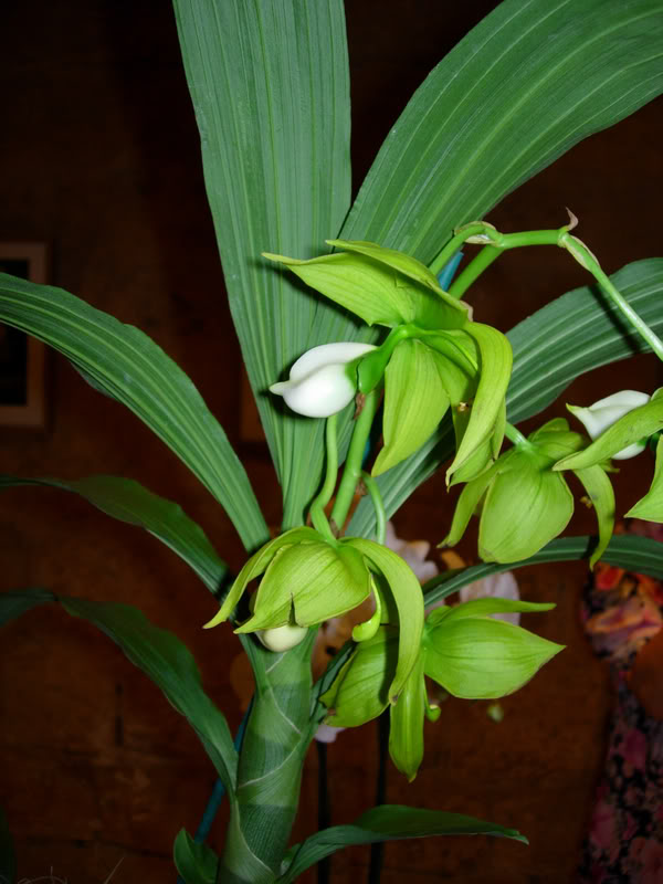 DSCN0387.jpg