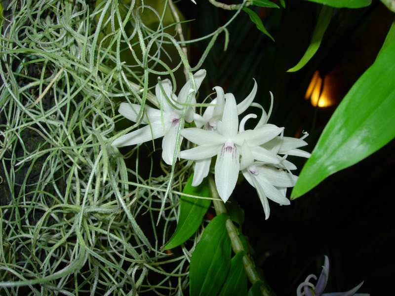 DSCN0389.jpg