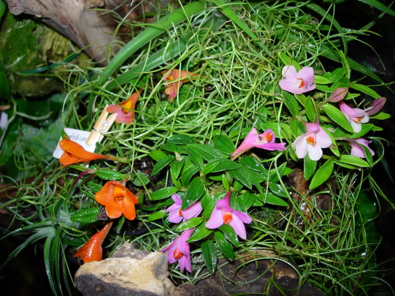 DSCN0391.jpg