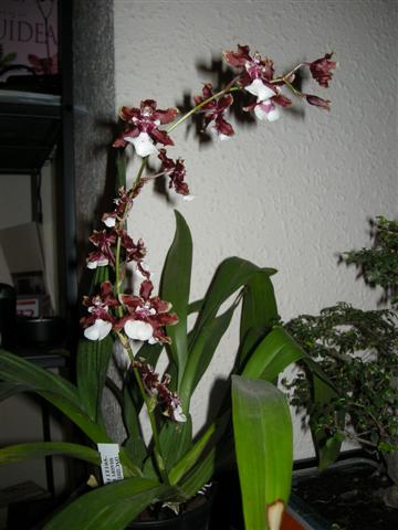 DSCN0396_Small_.JPG
