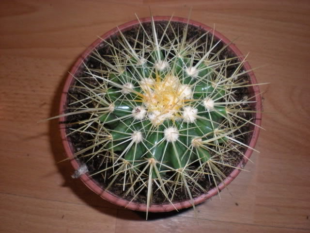 DSCN0419.jpg