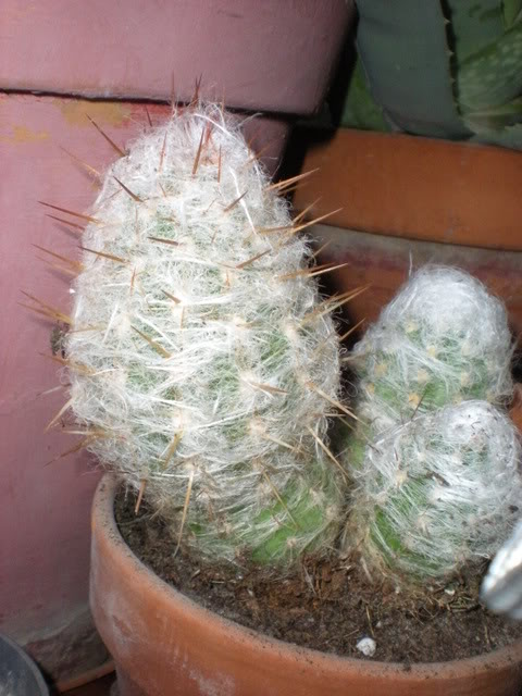 DSCN0421.jpg