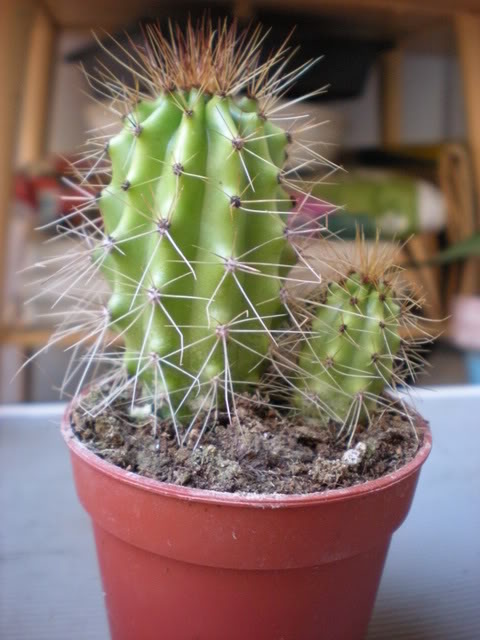 DSCN0423.jpg