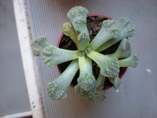 DSCN0424.jpg