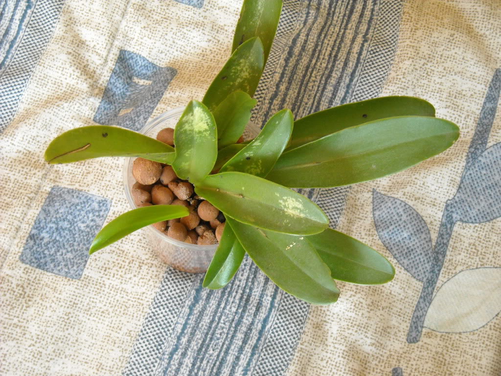 DSCN0436.jpg