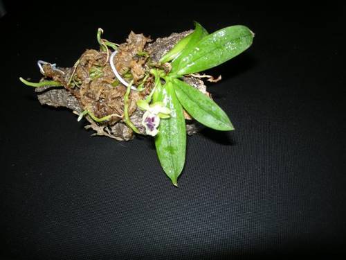 DSCN0459_Small_.JPG