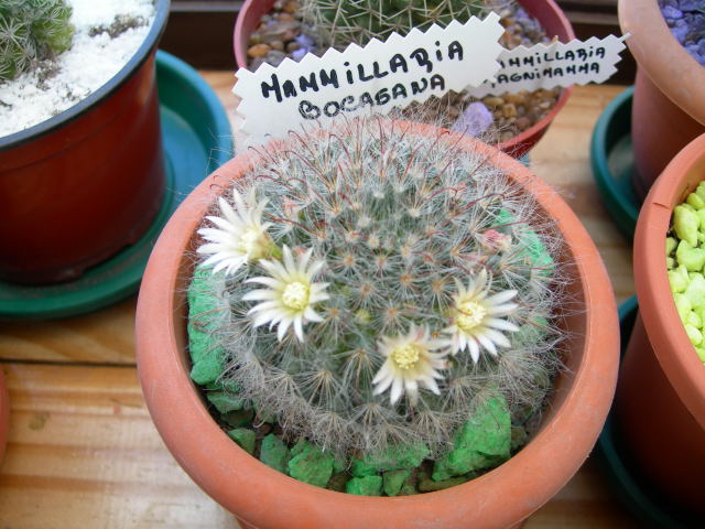 DSCN0477.jpg
