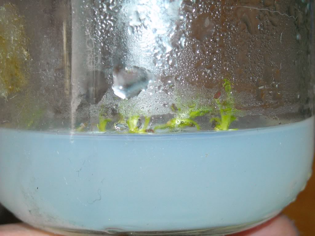 DSCN0478.jpg