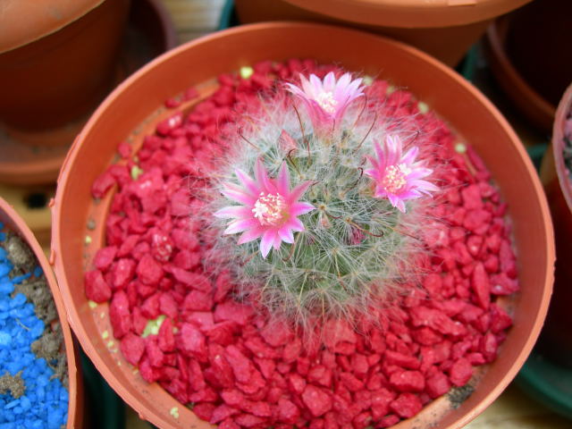 DSCN0478.jpg