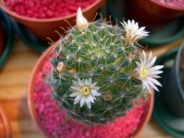 DSCN0479.jpg