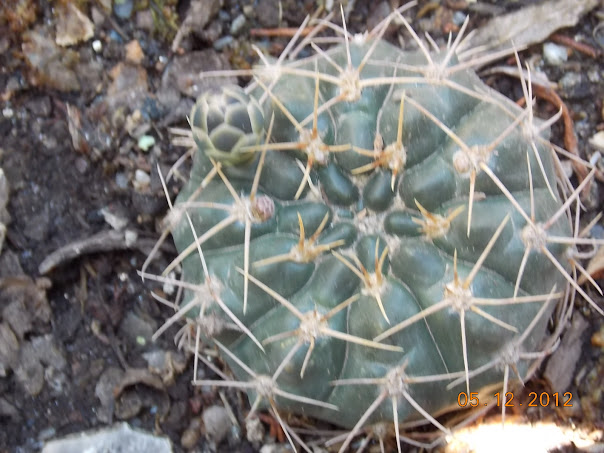 DSCN0480.JPG