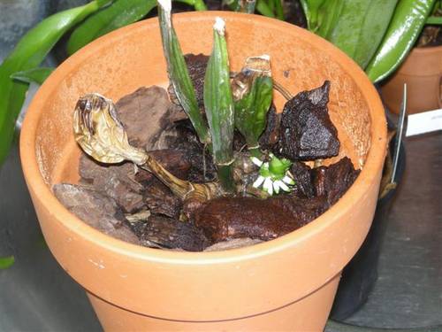 DSCN0482_Small_.JPG