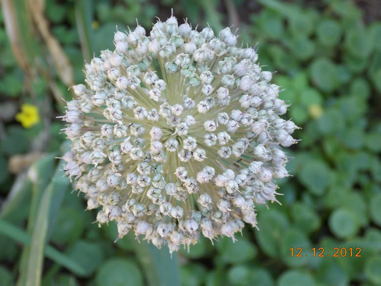 DSCN0485.JPG