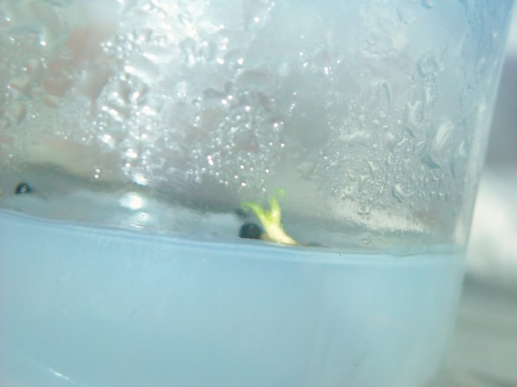 DSCN0486.jpg