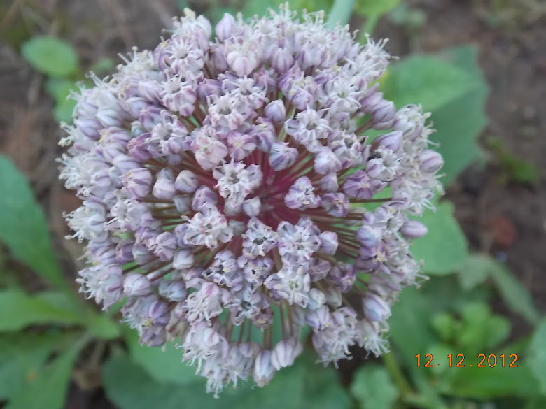 DSCN0486.JPG