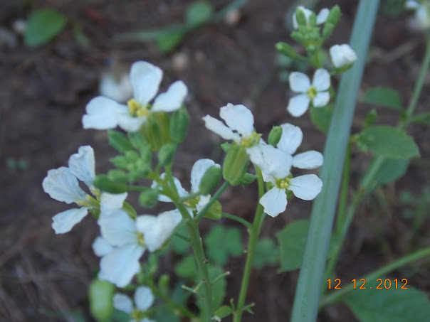 DSCN0487.JPG