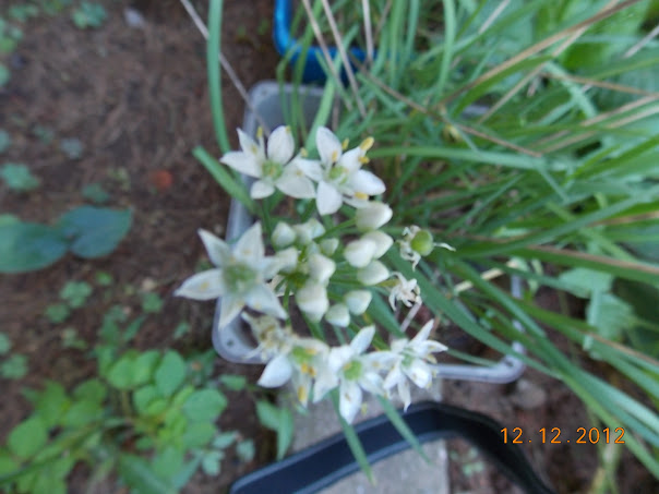 DSCN0493.JPG