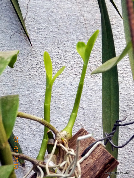 DSCN0494.JPG