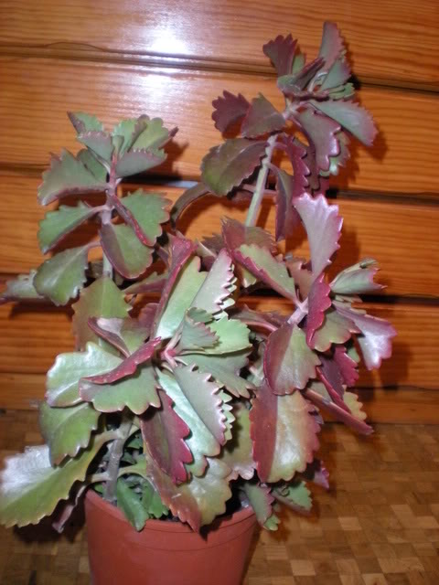 dscn0496.jpg