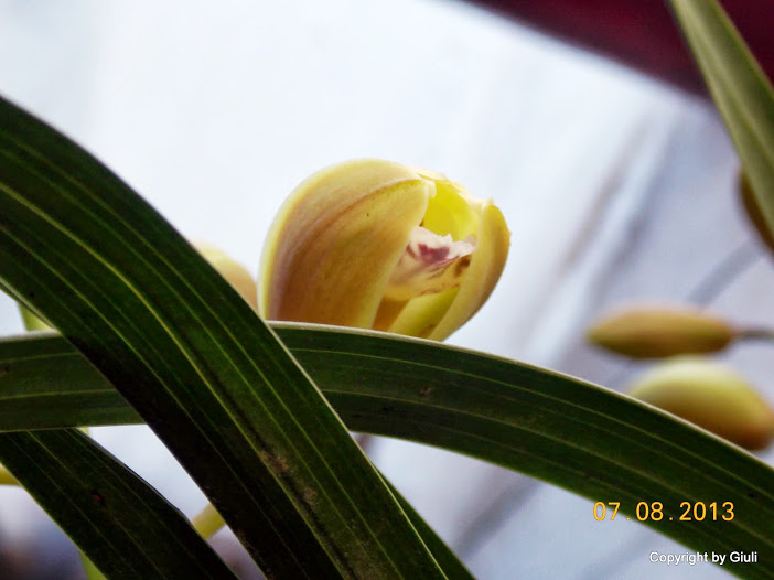 DSCN0496.JPG